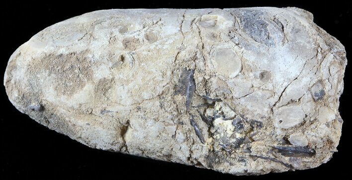 Fish Coprolite (Fossil Poo) - Kansas #49347